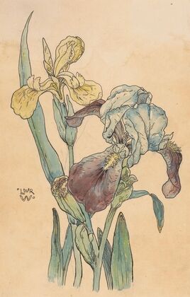Iris