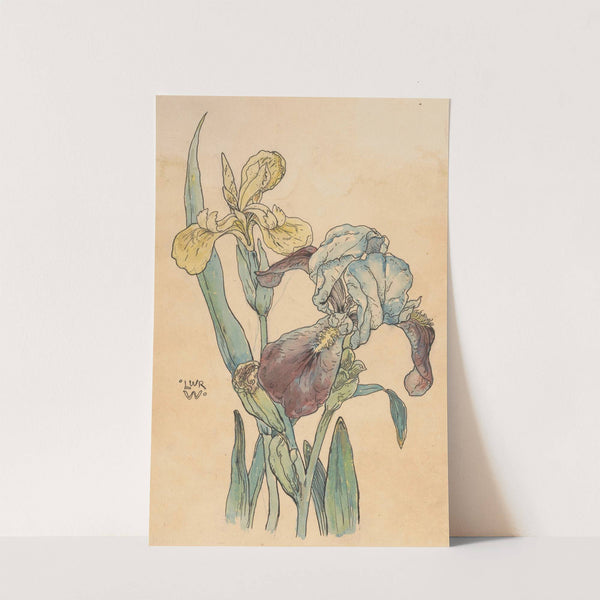 Iris by Willem Wenckebach