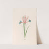 Iris (1692) by Magdelena Rosina Funck