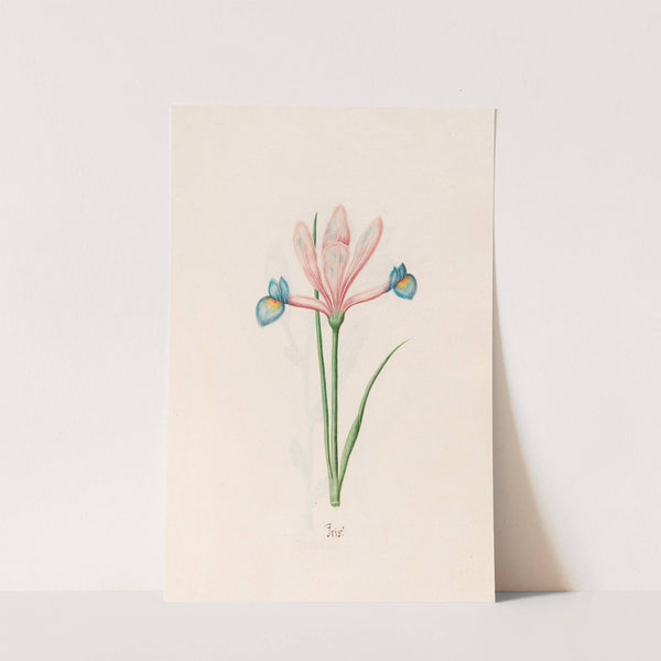 Iris (1692) by Magdelena Rosina Funck