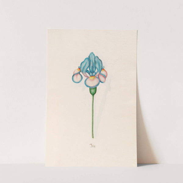Iris (1692) by Magdelena Rosina Funck