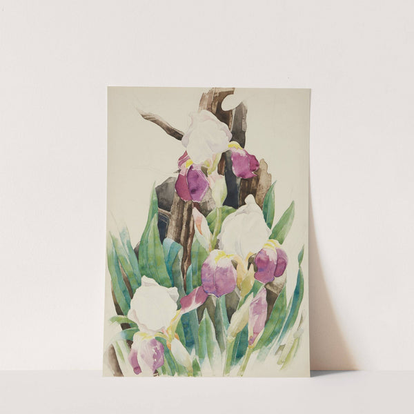 Iris by Charles Demuth