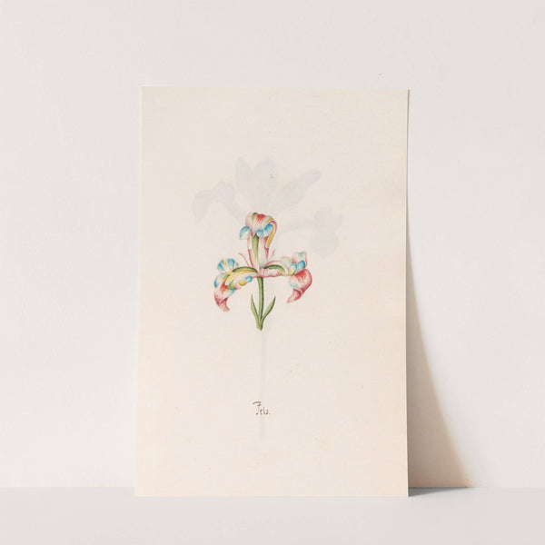 Iris (1692) by Magdelena Rosina Funck