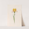 Iris (1692) by Magdelena Rosina Funck