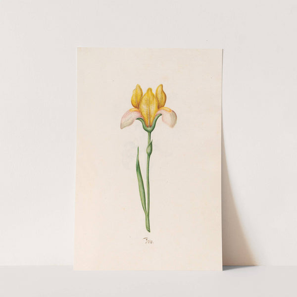 Iris (1692) by Magdelena Rosina Funck
