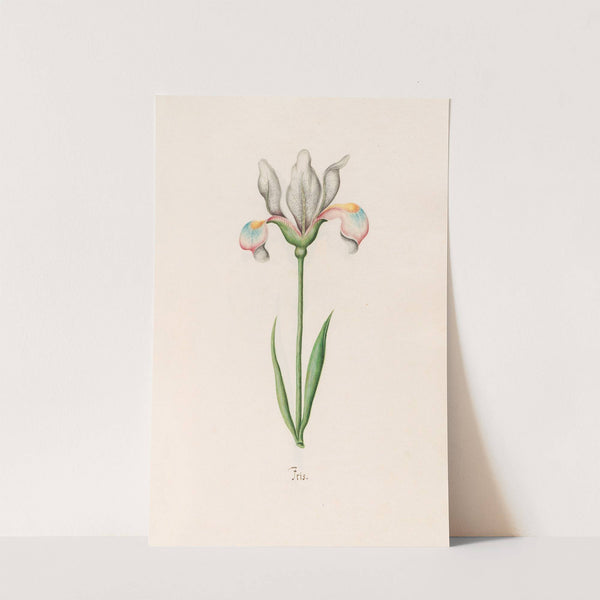 Iris (1692) by Magdelena Rosina Funck