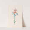 Iris (1692) by Magdelena Rosina Funck