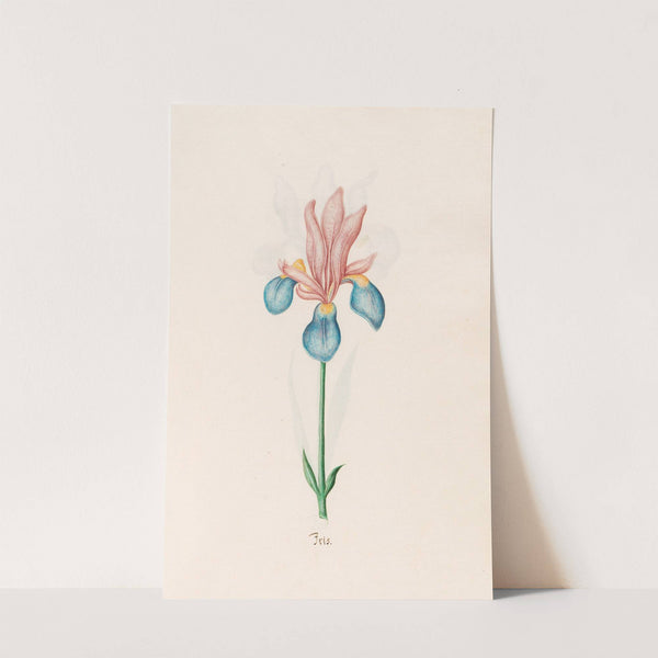 Iris (1692) by Magdelena Rosina Funck