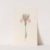 Iris (1692) by Magdelena Rosina Funck