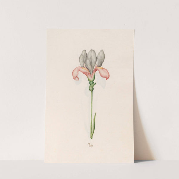 Iris (1692) by Magdelena Rosina Funck