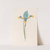 Iris (1692) by Magdelena Rosina Funck