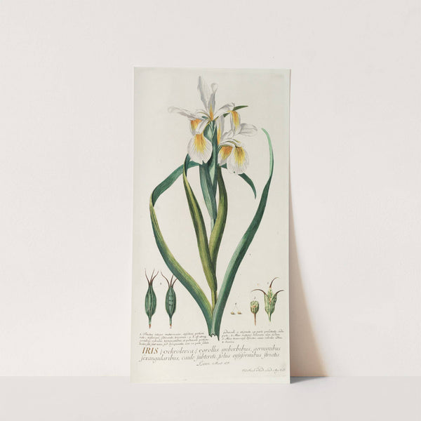 Iris (1750-1773) by Georg Dionysius Ehret