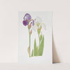 Iris albicans and Iris Madonna (1913) by William Rickatson Dykes