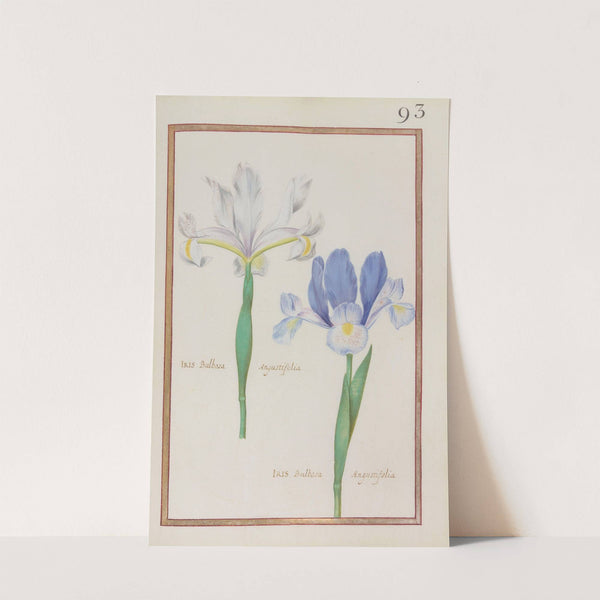 Iris bulbosa angustifolia ; iris bulbosa angustifolia (1624) by Daniel Rabel