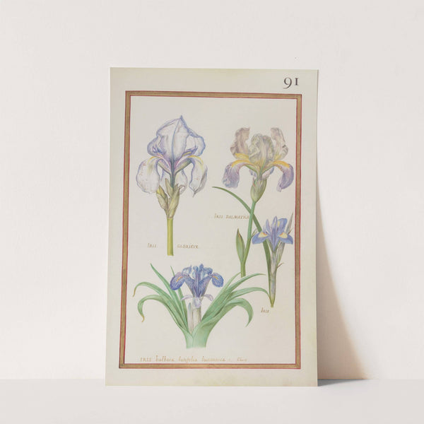 Iris dalmatica ; iris glorieux ; iris ; iris bulbosa latifolia lusitanica. I. Clussi (1624) by Daniel Rabel