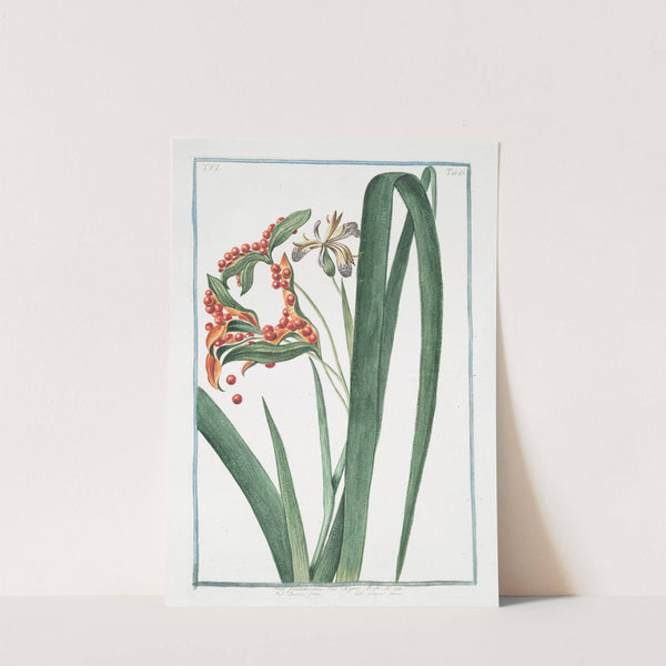 Iris faetidissima, seu Xyris – Spatola fotida – Glayeul puant. (Iris foetidissima, Stinking Iris, Roast beef plant) (1772-1793) by Giorgio Bonelli