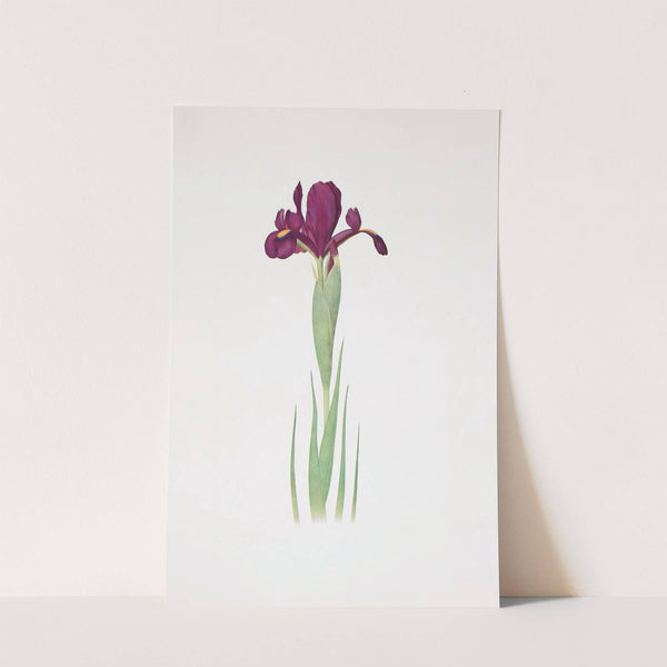 Iris filifolia (1913) by William Rickatson Dykes