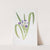 Iris foliosa (1913) by William Rickatson Dykes