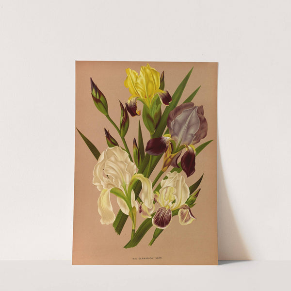 Iris GermanicaVarr (1872-1881) by Arentina Hendrica Arendsen