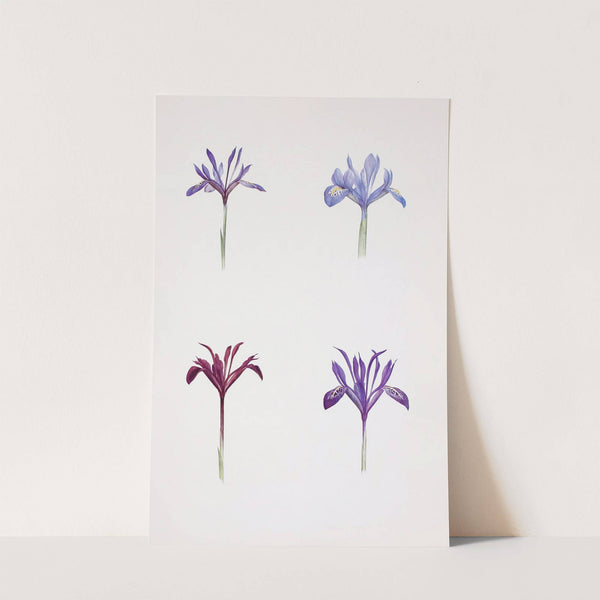 Iris histrio and Iris histrioides (1913) by William Rickatson Dykes