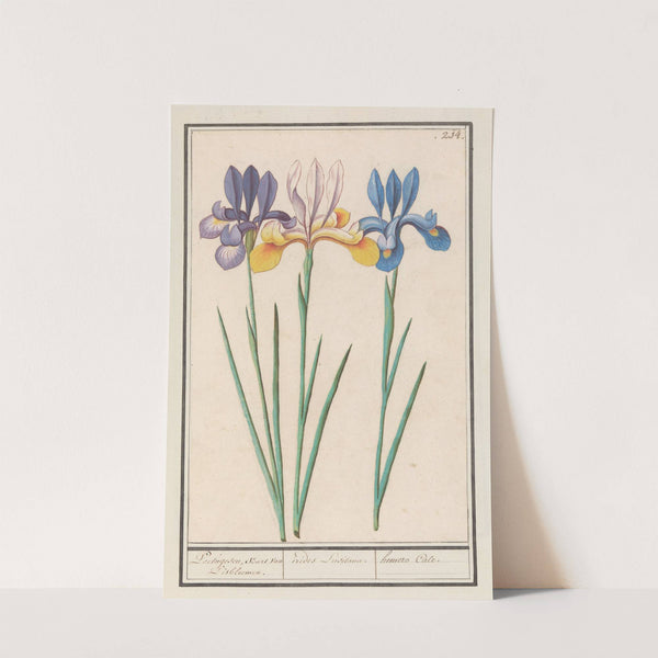Iris (Iris sibirica) (1596-1610) by Anselmus Boëtius de Boodt