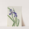 Iris (Iris species) (1939) by Mary Vaux Walcott