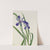 Iris (Iris species) (1939) by Mary Vaux Walcott