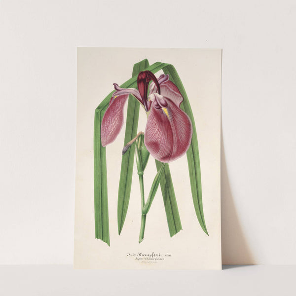Iris Kaempferi Siebold by Charles Antoine Lemaire