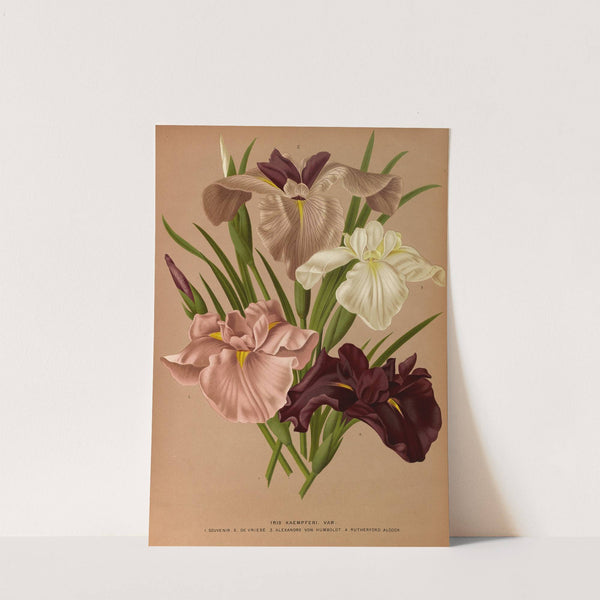 Iris Kaempferi. Var (1872-1881) by Arentina Hendrica Arendsen
