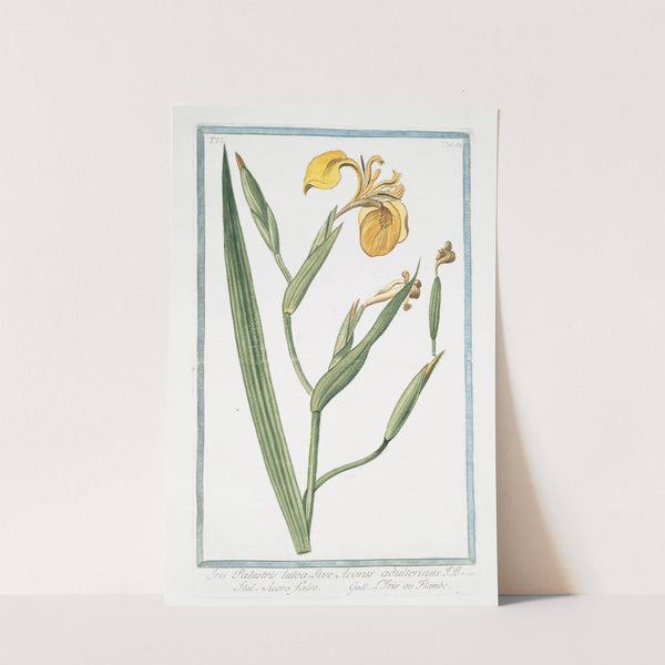 Iris palustris, lutea, sive Acorus adulterinus – Acoro falso – L’Iris, ou Flambe. (Yellow giglio) (1772-1793) by Giorgio Bonelli