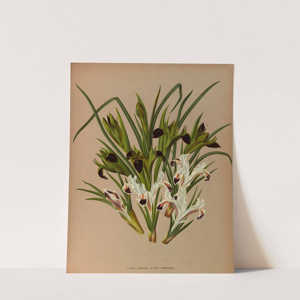 Iris Persica. 2. Iris Tuberosa, (1872-1881) by Arentina Hendrica Arendsen