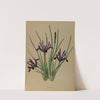 Iris Reticulata (1872-1881) by Arentina Hendrica Arendsen