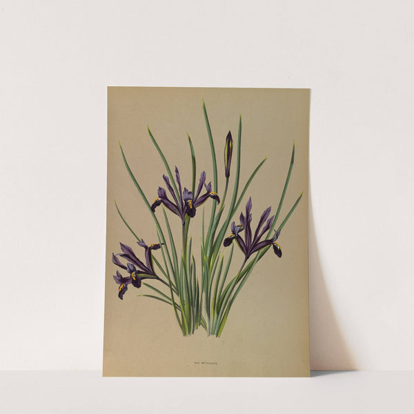 Iris Reticulata (1872-1881) by Arentina Hendrica Arendsen
