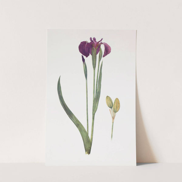 Iris setosa (1913) by William Rickatson Dykes