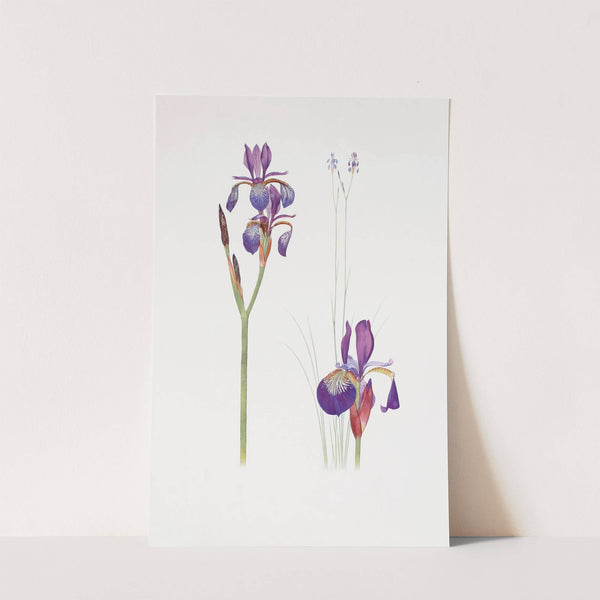 Iris sibirica and Iris orientalis (1913) by William Rickatson Dykes