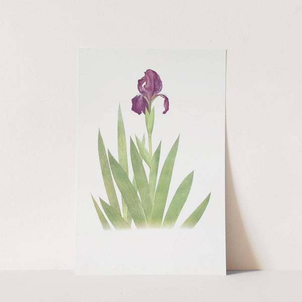 Iris subbiflora (1913) by William Rickatson Dykes