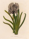 Iris Susiana (1818-1824)