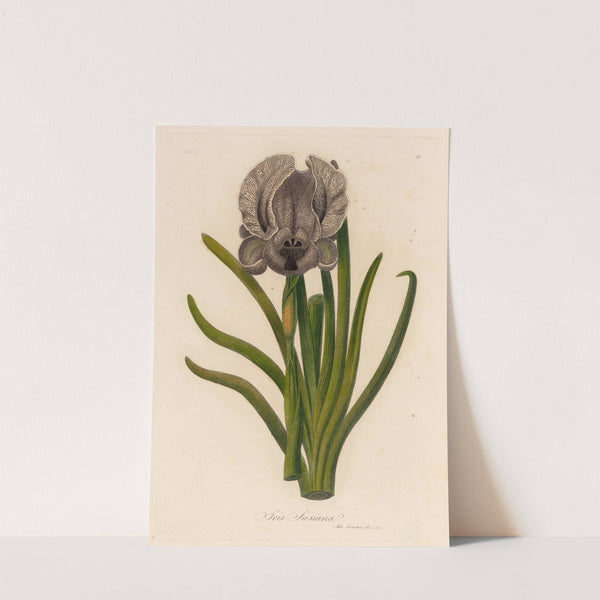 Iris Susiana (1818-1824) by Gaetano Savi
