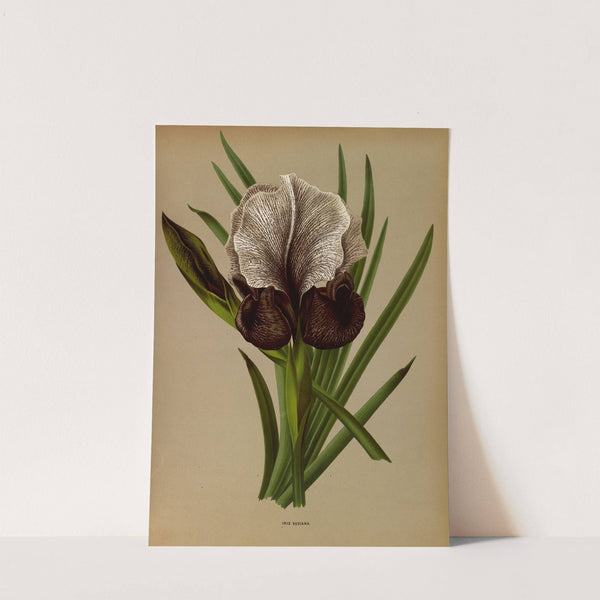 Iris Susiana (1872-1881) by Arentina Hendrica Arendsen