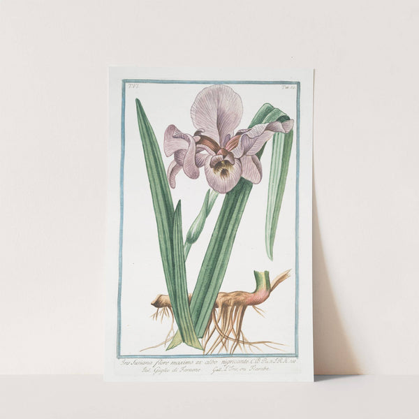 Iris Susiana, flore maximo, ex albo nigricante – Giglio di Faraone – L’Iris, ou Flambe (1772-1793) by Giorgio Bonelli