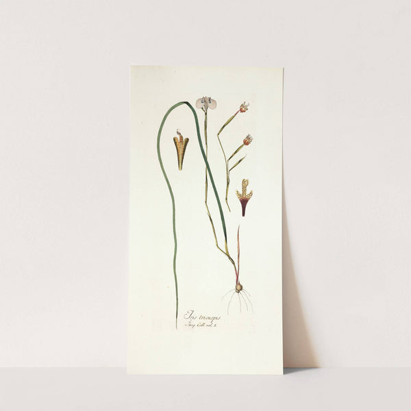 Iris tricuspis by Nikolaus Joseph Freiherr von Jacquin