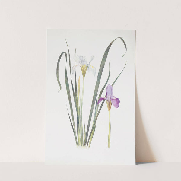Iris unguicularis (1913) by William Rickatson Dykes