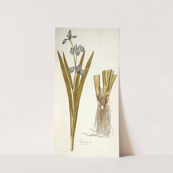 Iris virginica by Nikolaus Joseph Freiherr von Jacquin