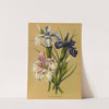 Iris Xiphioides (Iris Anglica) (1872-1881) by Arentina Hendrica Arendsen