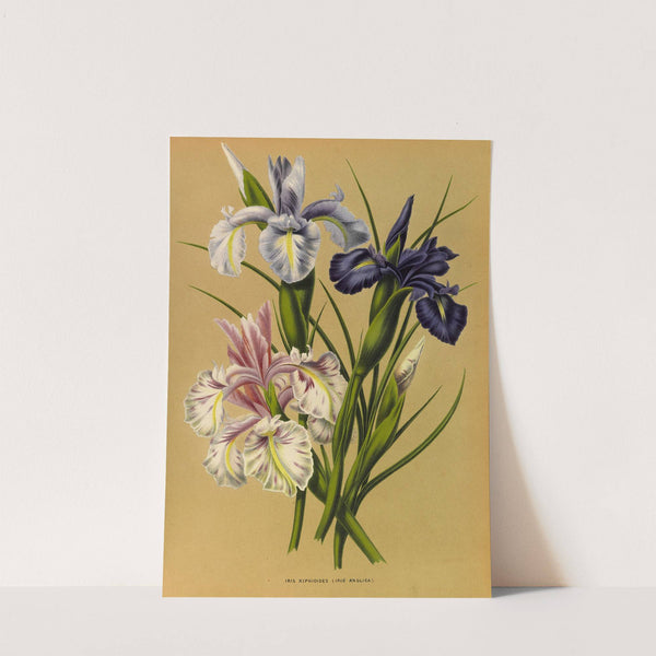 Iris Xiphioides (Iris Anglica) (1872-1881) by Arentina Hendrica Arendsen