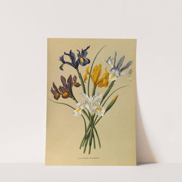 Iris Xiphium (Iris Hispanica) (1872-1881) by Arentina Hendrica Arendsen