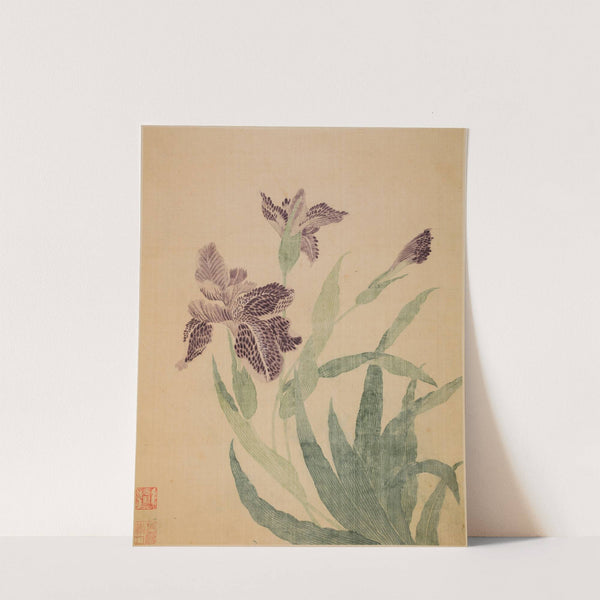 Irises (1690) by Ma Yuanyu