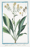 Isatis sativa, vel latifolia – Isatis, sive Glastum sativum – Guado – Pastel. (Woad)