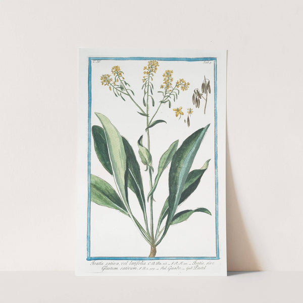 Isatis sativa, vel latifolia – Isatis, sive Glastum sativum – Guado – Pastel. (Woad) (1772-1793) by Giorgio Bonelli