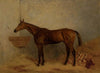 Isonomy, a bay colt in a stall